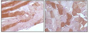 BT LAB manufacturer product image