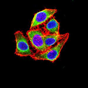 BT LAB manufacturer product image