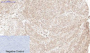 BT LAB manufacturer product image
