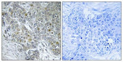 BT LAB manufacturer product image