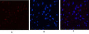 BT LAB manufacturer product image