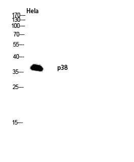 BT LAB manufacturer product image