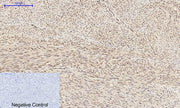 BT LAB manufacturer product image