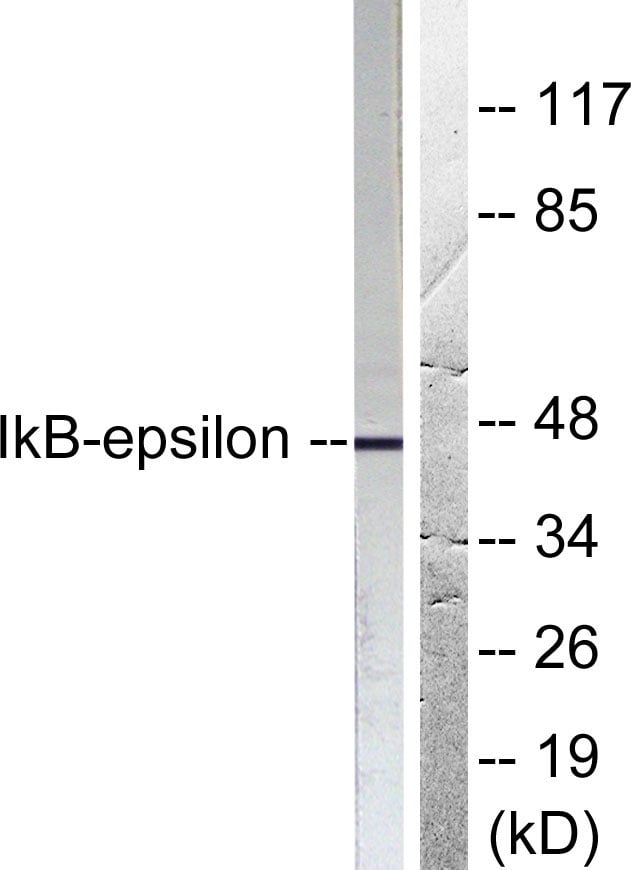 BT LAB manufacturer product image