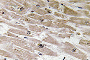 BT LAB manufacturer product image