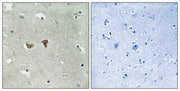 BT LAB manufacturer product image