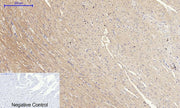 BT LAB manufacturer product image