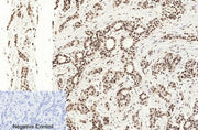 BT LAB manufacturer product image