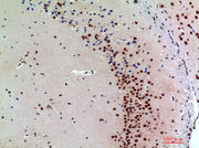 BT LAB manufacturer product image