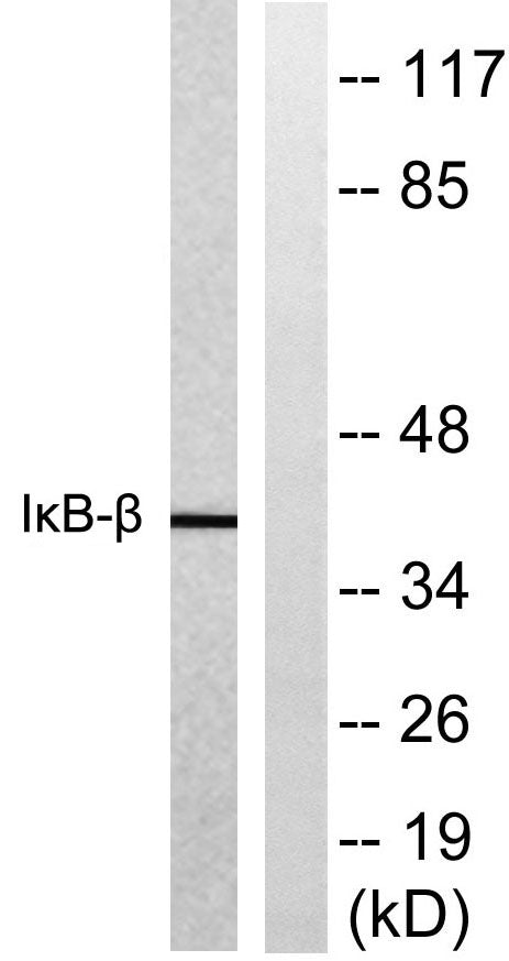 BT LAB manufacturer product image