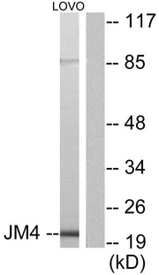 BT LAB manufacturer product image