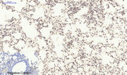 BT LAB manufacturer product image