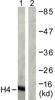 BT LAB manufacturer product image