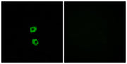 BT LAB manufacturer product image
