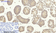 BT LAB manufacturer product image
