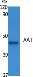 BT LAB manufacturer product image