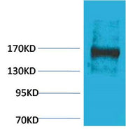 BT LAB manufacturer product image