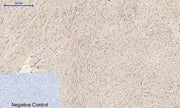 BT LAB manufacturer product image