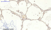 BT LAB manufacturer product image