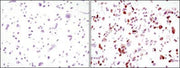 BT LAB manufacturer product image
