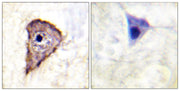 BT LAB manufacturer product image