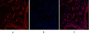 BT LAB manufacturer product image