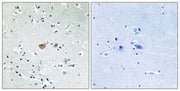 BT LAB manufacturer product image