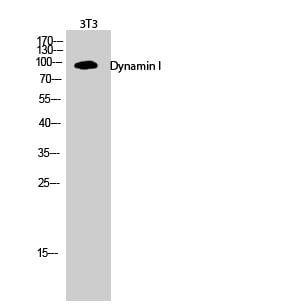 BT LAB manufacturer product image