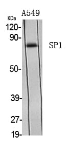 BT LAB manufacturer product image