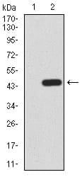 BT LAB manufacturer product image
