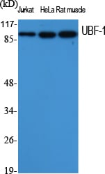 BT LAB manufacturer product image