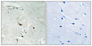 BT LAB manufacturer product image