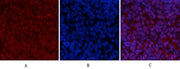 BT LAB manufacturer product image