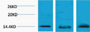 BT LAB manufacturer product image