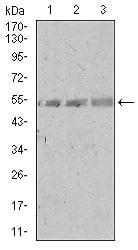 BT LAB manufacturer product image