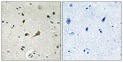 BT LAB manufacturer product image