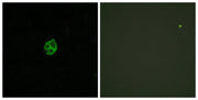 BT LAB manufacturer product image
