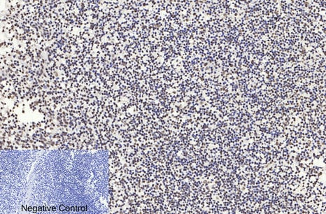 BT LAB manufacturer product image