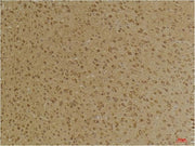 BT LAB manufacturer product image
