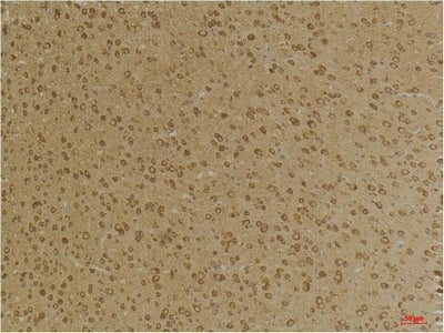 BT LAB manufacturer product image