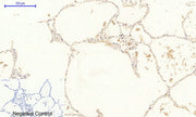 BT LAB manufacturer product image