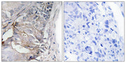 BT LAB manufacturer product image