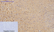 BT LAB manufacturer product image