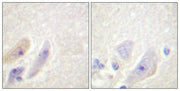 BT LAB manufacturer product image