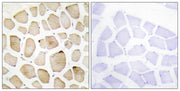 BT LAB manufacturer product image