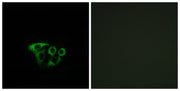 BT LAB manufacturer product image