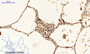 BT LAB manufacturer product image
