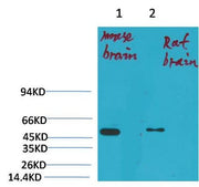 BT LAB manufacturer product image