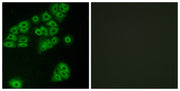 BT LAB manufacturer product image
