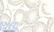 BT LAB manufacturer product image